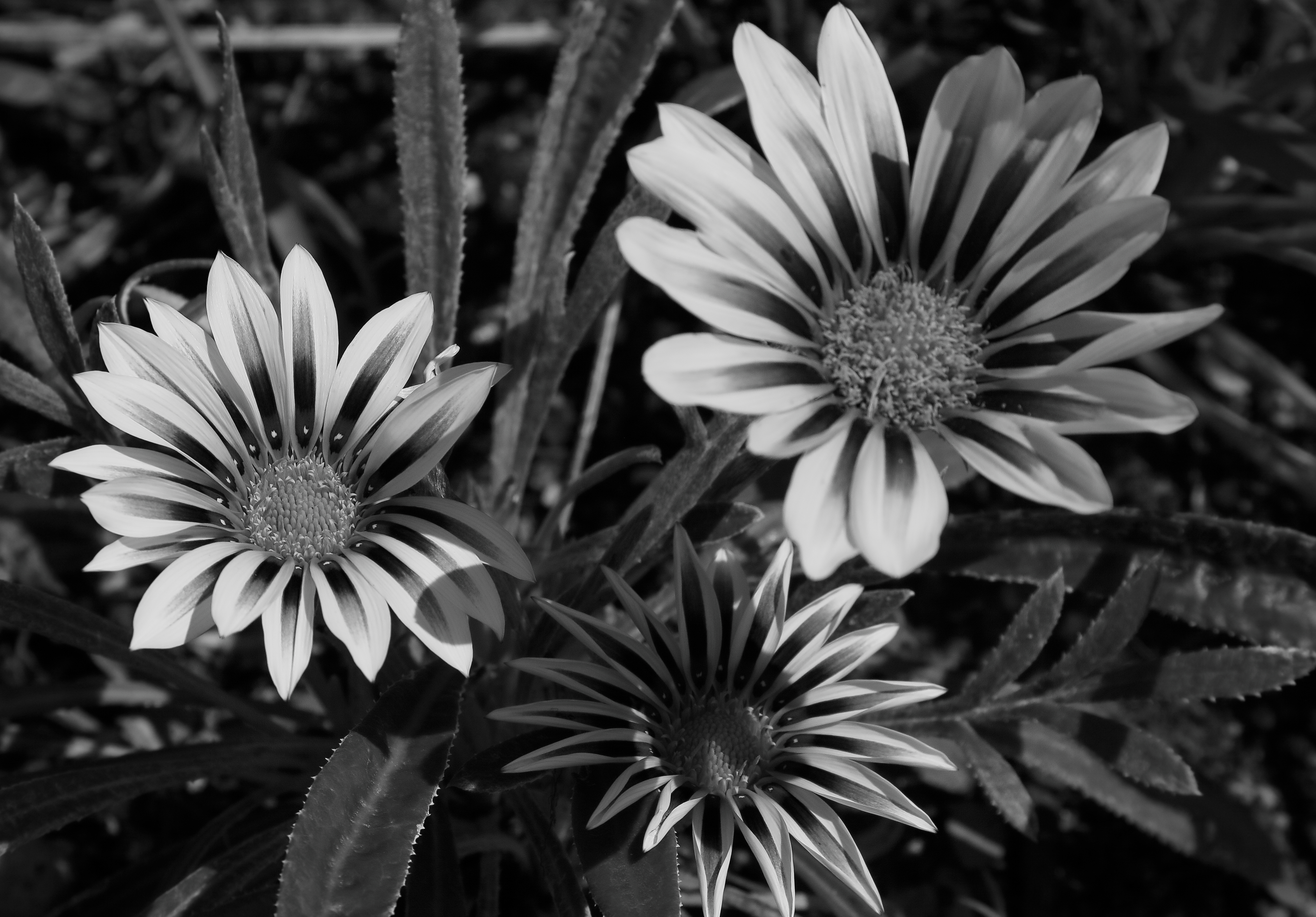 2011 08 20 IMG 36000ebw